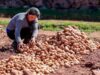 Papa baja 12.5% y café sube 15.9%: precios del agro cambian el mapa para el productor