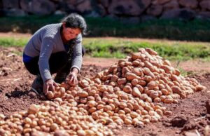 Papa baja 12.5% y café sube 15.9%: precios del agro cambian el mapa para el productor