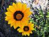 Las flores amarillas se disparan los pedidos se duplican en septiembre, y solo el día 21 crecen hasta un 2000 %
