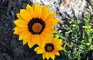Las flores amarillas se disparan los pedidos se duplican en septiembre, y solo el día 21 crecen hasta un 2000 %