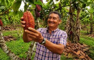 Cacao y palma en Pucallpa: cómo Paisaje Clima Perú contribuye a una producción más sostenible