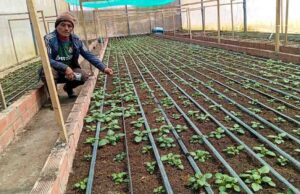 Cooperativa de Pachitea logra registro del Senasa para comercializar semillas de papa nativa