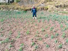 DRA activa seguro agrario para atender a agricultores damnificados por granizada en Yarowilca