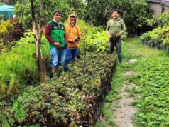 Impulsan reforestación con 500 plantones de pino en Margos para asegurar el recurso hídrico