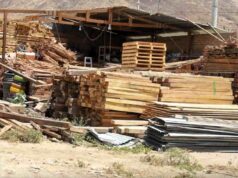 UGFFS Huánuco transfiere 25 mil metros cúbicos de madera incautada a centros poblados de Llata