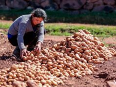 Papa baja 12.5% y café sube 15.9%: precios del agro cambian el mapa para el productor